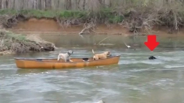Ήρωας σκύλος σώζει τους φίλους του σε απειλητικό ποτάμι (βίντεο)